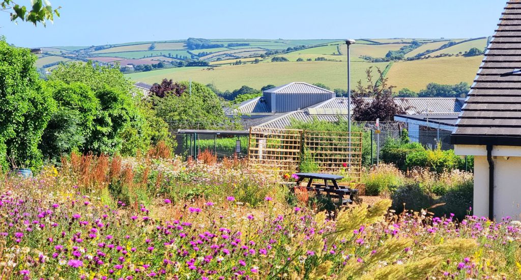 Wildflowers and landscape in Cornwall.