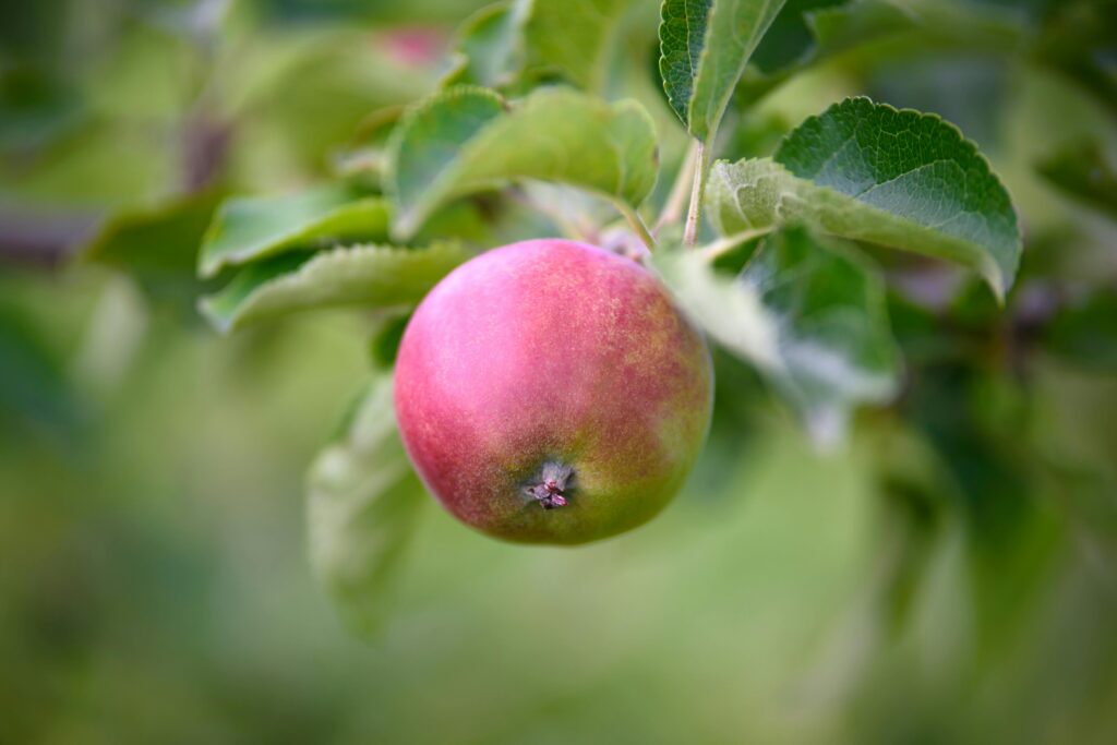 Apple growing on tree.